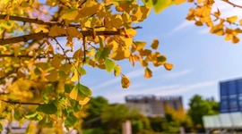 长沙秋天变“长”了