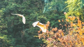 10只朱鹮在崀山野化放飞