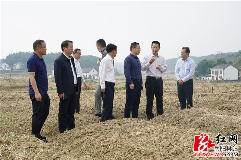 在麻塘办事处油菜基地实地查看.jpg