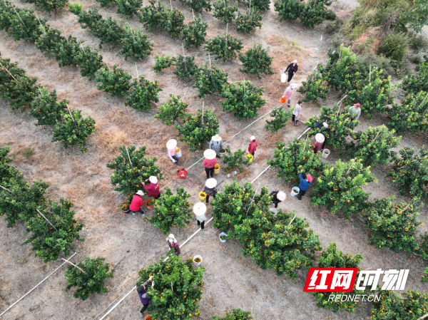 DJI_0918副本.jpg