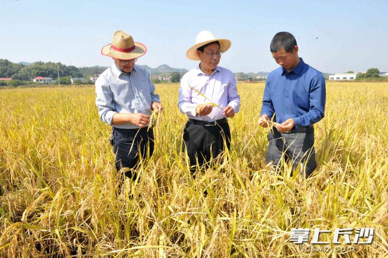 湖南省再生稻首席专家唐启源（中）在察看再生稻结谷情况。
