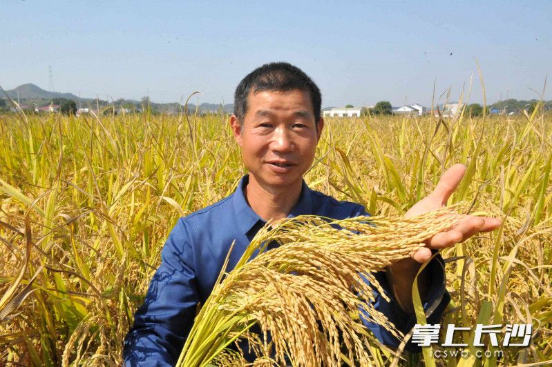 种植再生稻让戴智勇又迎丰收年。