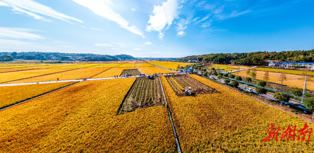 长沙县双季稻“四高”示范点报丰收平均亩产1275.8公斤