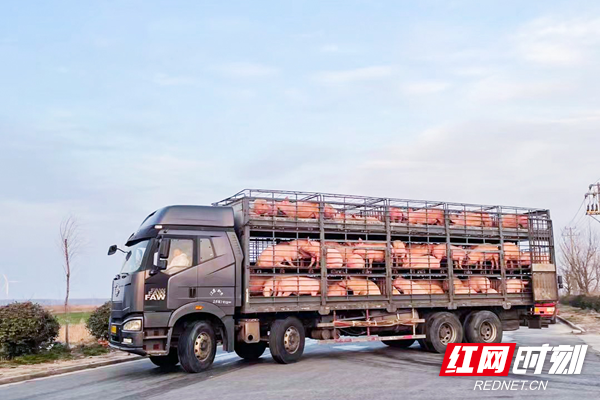 “保险+期货”项目成为湖南生猪产业风险管理的新选择。.png