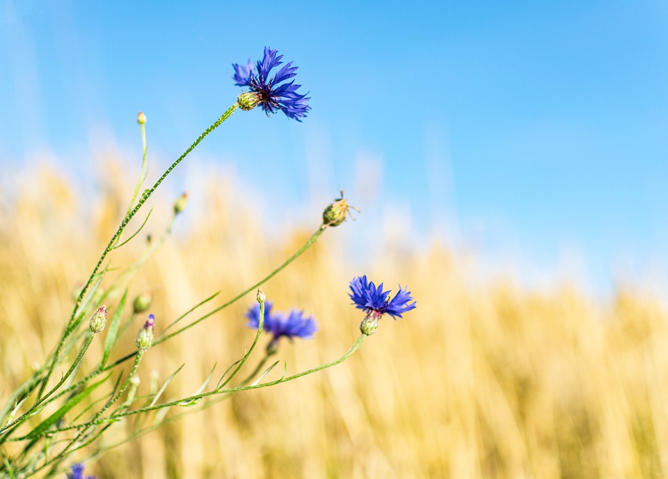 cornflower-5404185_960_720.jpg