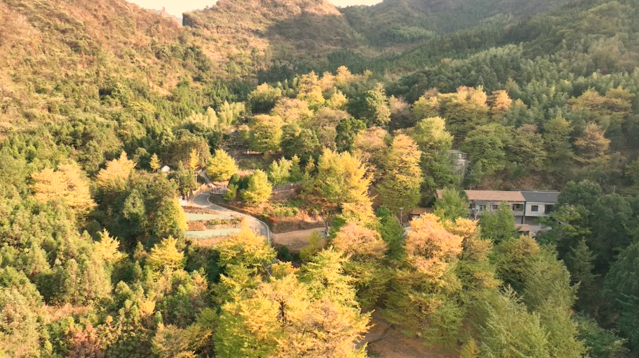 桐子坳（图）.png