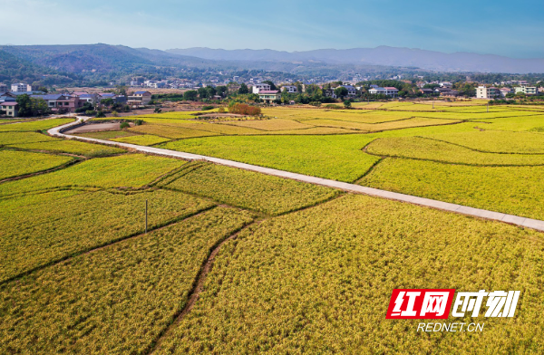 初冬遍地“金” “丰”景美如画.jpg