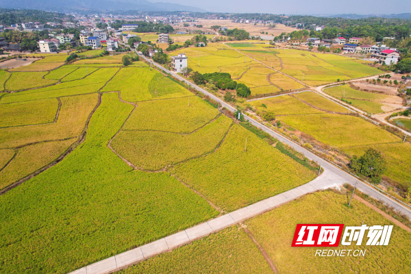 初冬遍地“金” “丰”景美如画 (2).jpg