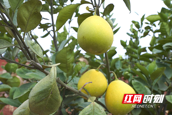 果树上挂面饱满的柚子1.png