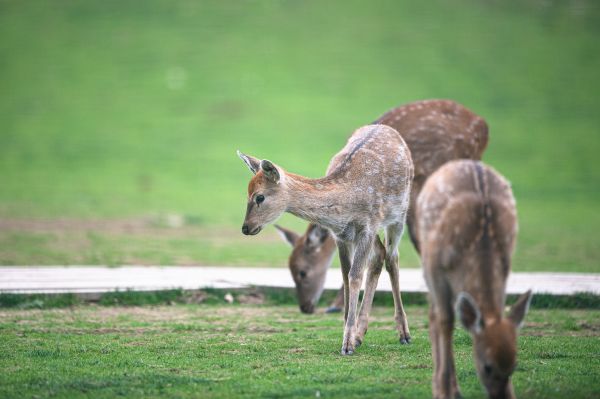 近年，湖北神农架大九湖湿地生态环境不断向好，生物多样性丰富度增加。图为10月15日，梅花鹿在大九湖国家湿地公园内活动。（新华社发）
