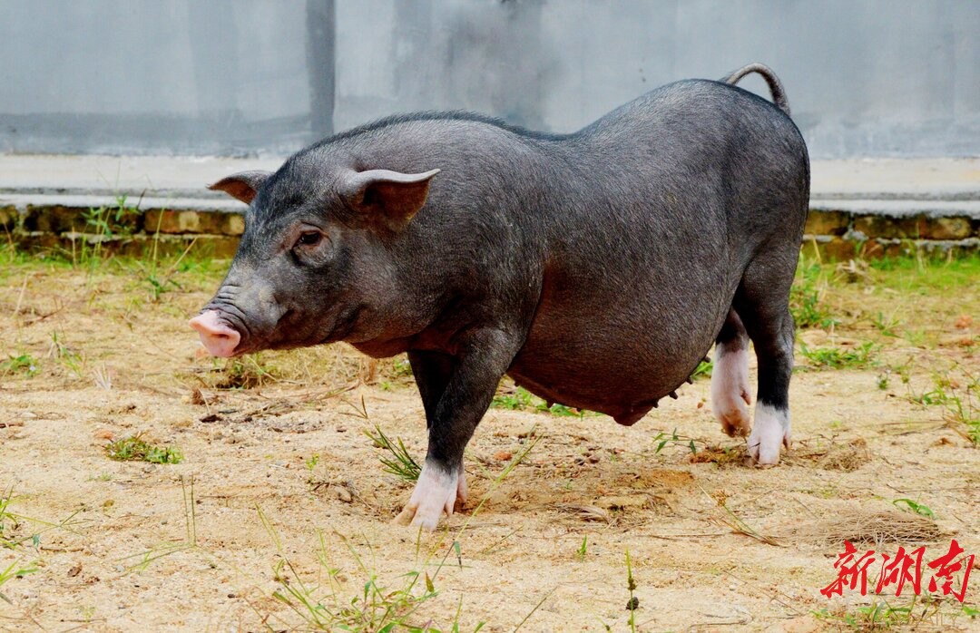 发展“院士农业” 保护“大围子猪”品种！长沙县助推生猪产业转型升级