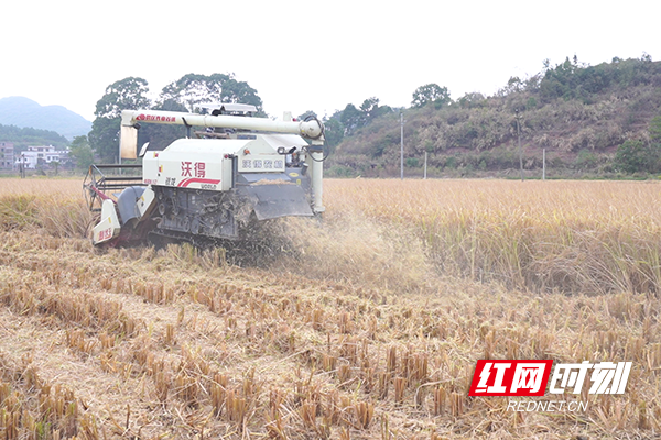 水稻收割秸秆粉碎还田同步进行1.png