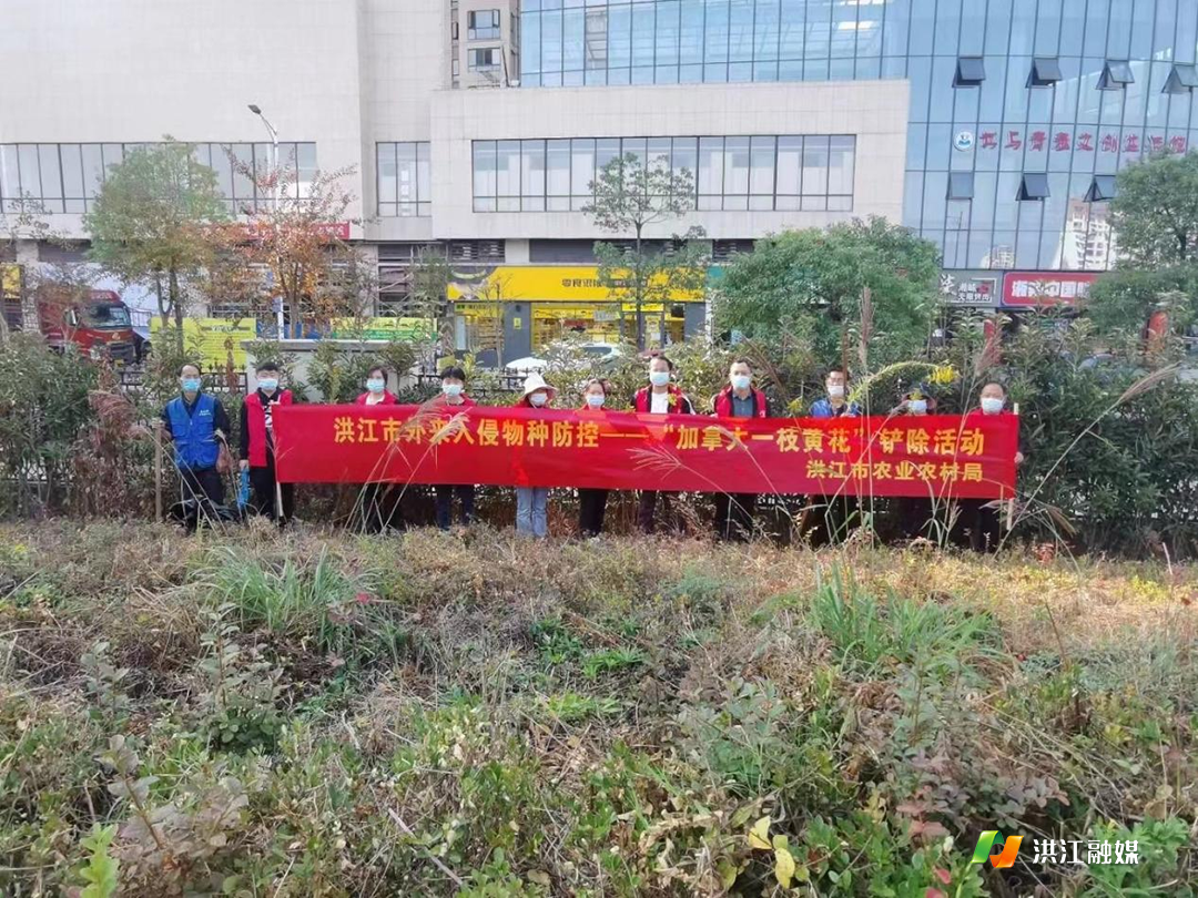 洪江市农业农村局 ：铲除“一支黄花”，守护美好家园