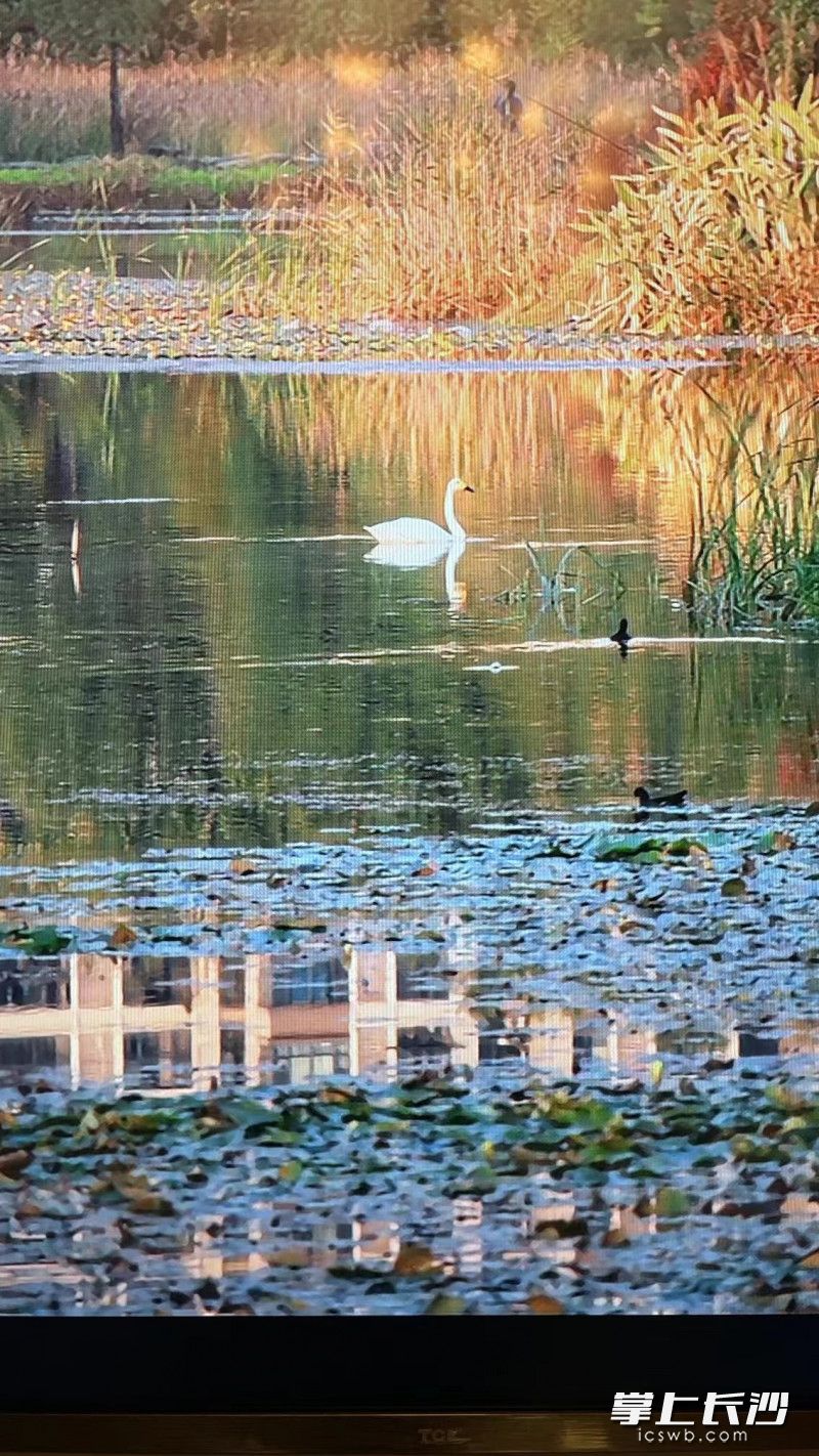 出现在梅溪湖的天鹅。
