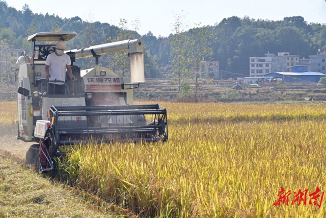 两季总产量平均每亩达1378.6公斤！隆回再生稻创下我省最高产纪录