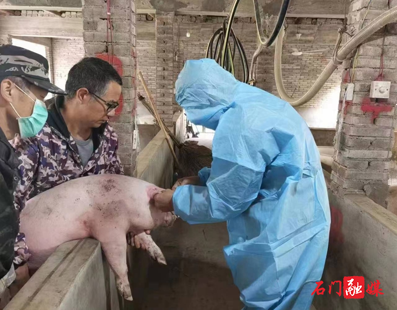 三圣乡：开展畜禽防疫检测 筑牢食品安全防线1.jpg
