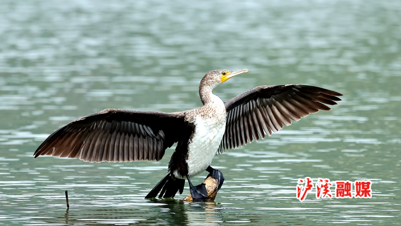 普通鸬鹚B033-1.jpg