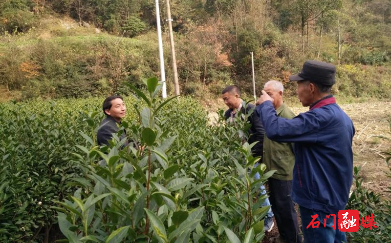 太平镇：指导茶叶培管，助力茶农增收2.jpg