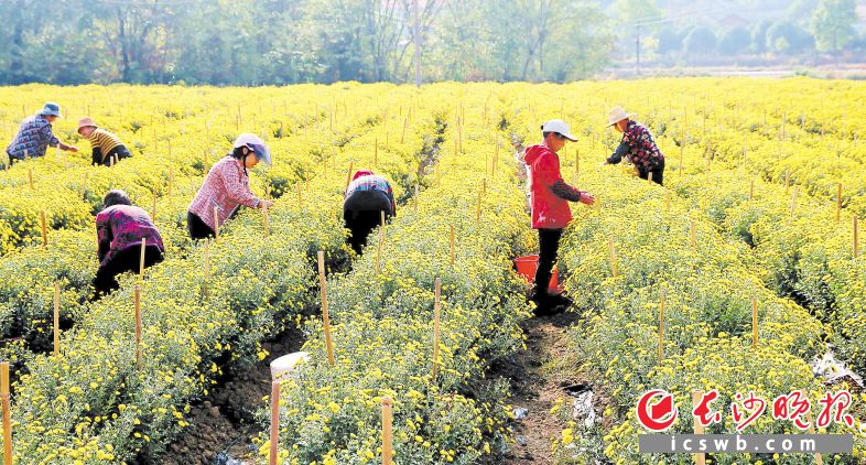 　　宁乡市煤炭坝镇东山村，盛开的菊花不仅扮靓了乡野，也带来了丰收的喜悦。长沙晚报全媒体记者 贺文兵 通讯员 黄杏 摄影报道