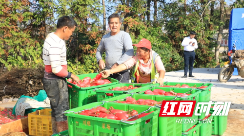 宁远：鲤溪镇大观堡村红皮萝卜畅销粤港澳2_副本500.png