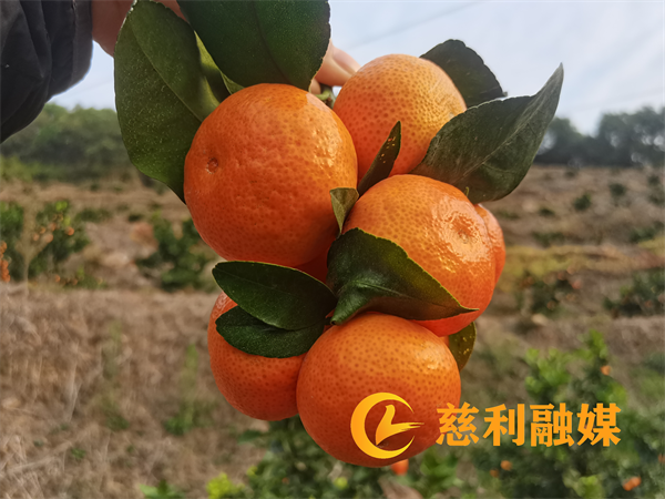 图片1_副本4.png 图片1_副本4.png