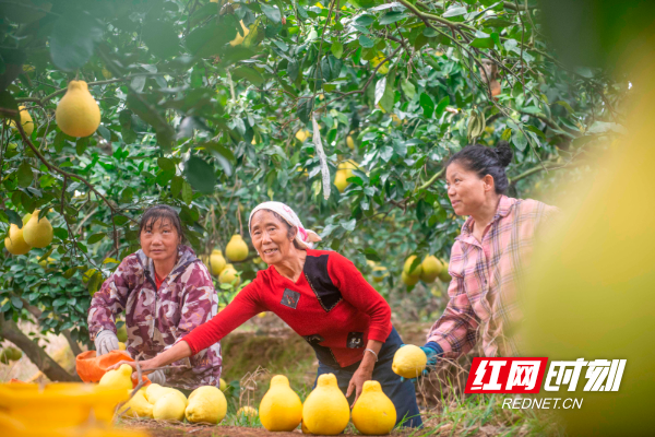 2022年11月28日，湖南省永州市道县梅花镇赤源村柚子种植基地，村民们在采摘柚子。 (9).jpg
