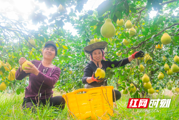 2022年11月28日，湖南省永州市道县梅花镇赤源村柚子种植基地，村民们在采摘柚子。 (13).jpg