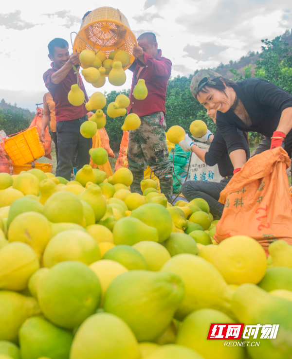 2022年11月28日，湖南省永州市道县梅花镇赤源村柚子种植基地，村民们在收获柚子。 (3).jpg