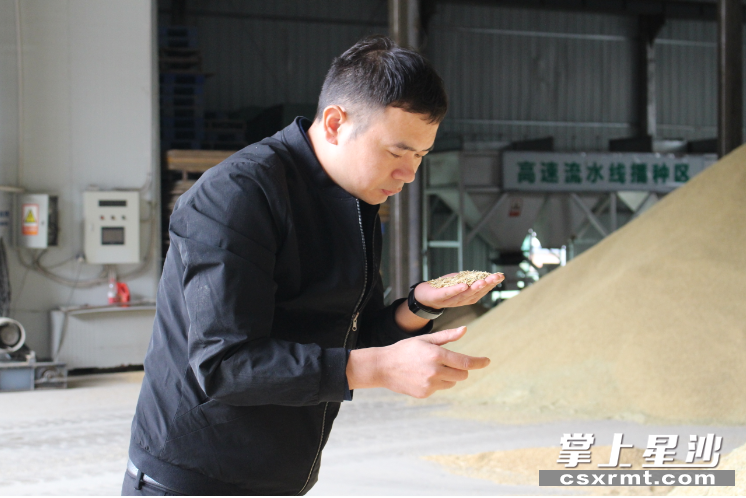 长沙县金井镇同展农机专业合作社内，理事长曾金正在查看稻米质量。均为王箫 摄