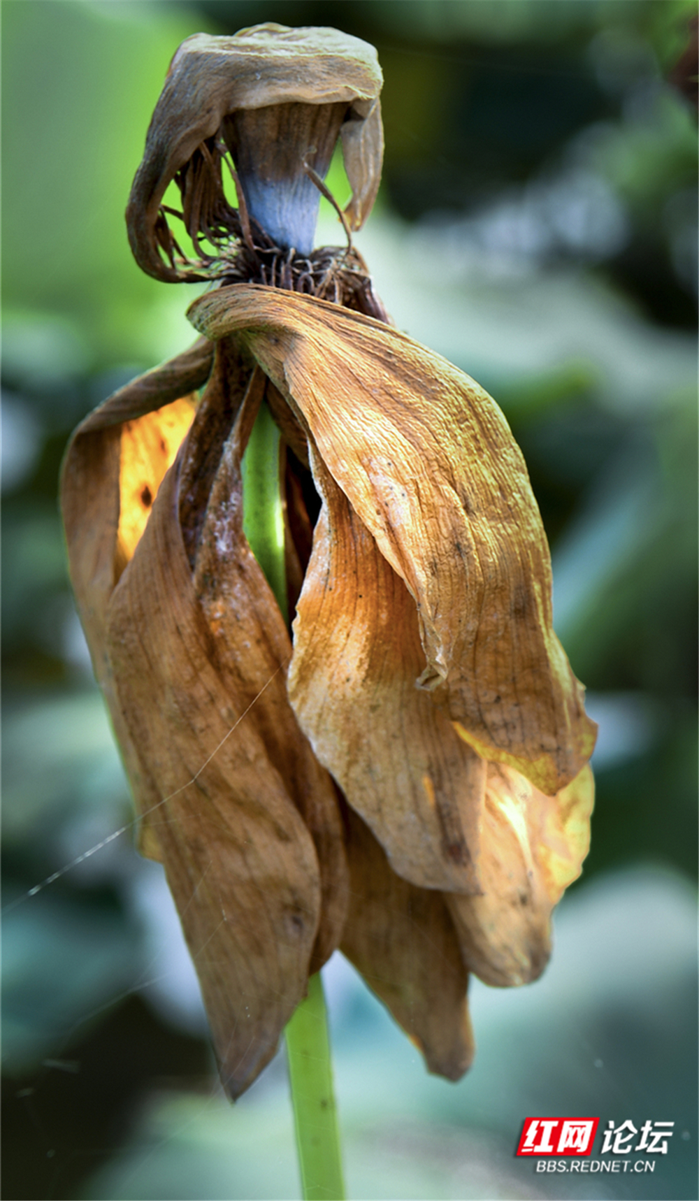 14、清美的傲骨.jpg 14、清美的傲骨.jpg