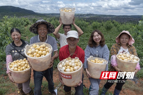 小众水果人参果在新电商平台拼多多卖成了网红爆品。穆功｜图.jpg