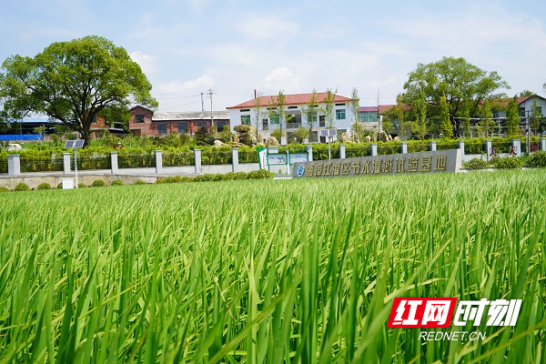 酒埠江灌区节水灌溉试验基地。.JPG