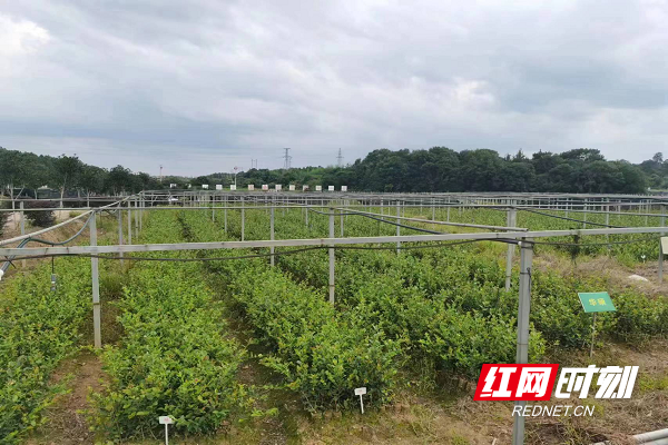 衡南县大三湘油茶育苗基地利用高效喷灌系统进行节水灌溉。.png