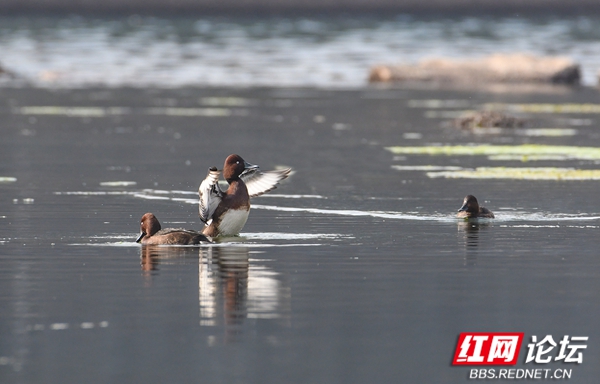 青头潜鸭 青头潜鸭