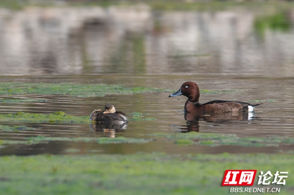 青头潜鸭 青头潜鸭