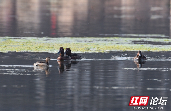 青头潜鸭 青头潜鸭
