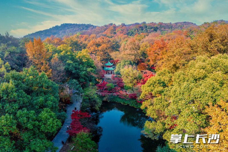 岳麓山迎来一年里最佳观赏时节，万山红遍，层林尽染。长沙晚报全媒体记者 陈飞 摄