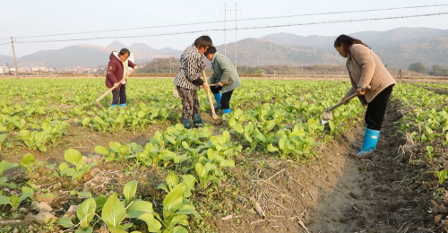 宁远：“闲地”变“良田” 田间菜心种植忙1_副本500.png