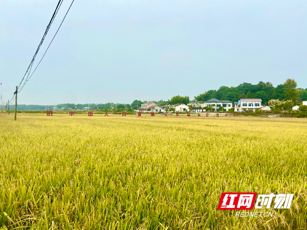 2022年10月，桐仁桥灌区百录村管灌片区丰收场景。.jpg