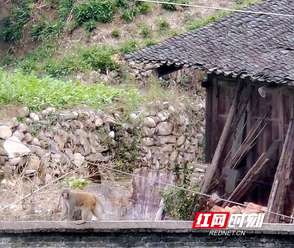 湖南南山国家公园首次拍到国家二级保护动物藏酋猴_邵商网