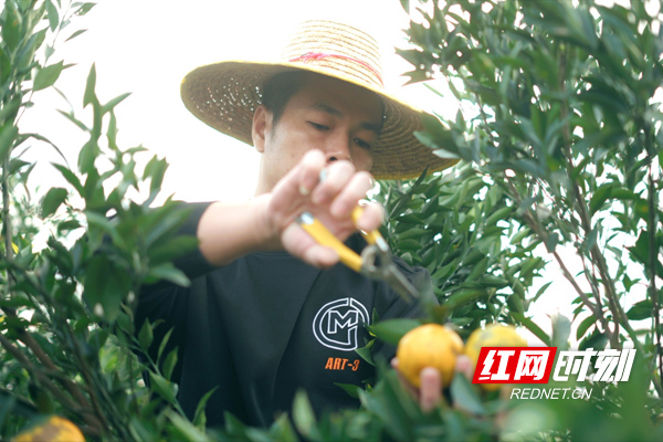 新会柑采摘季，果农正在采摘，用作新会陈皮的制作。蔡伟建摄.jpg