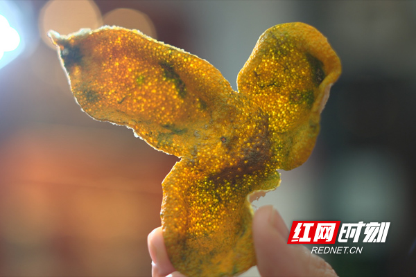 随着新会陈皮产业发展，小陈皮已变成百亿大产业。蔡伟建摄.jpg