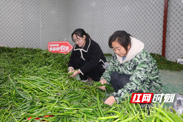 ▲现摘现发是最适宜当地环境，也是保持辣椒口感最好的办法。 刘舟 摄.jpg
