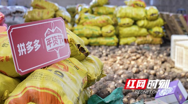 ▲ 近日，拼多多年货节大促上线，广西荔浦芋头将为年夜饭奉献一口糯香。何淞荧｜摄.jpg