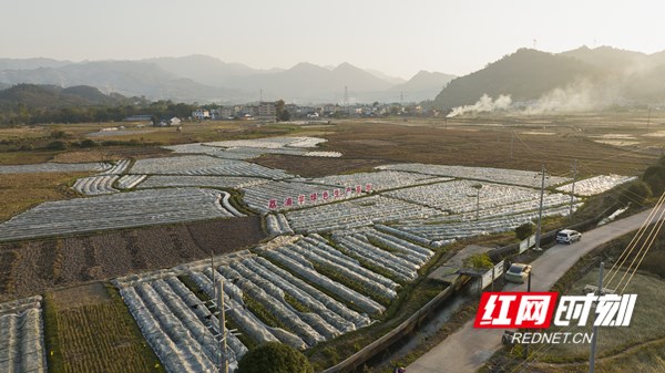 ▲ 图为夕阳下的广西荔浦芋绿色生产基地。何淞荧｜摄.jpg