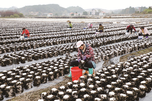 2022年12月7日，新田县中山街道黄沙溪村木耳种植示范基地300余亩木耳迎来采摘期，农民忙着采收木耳进行线上线下销售，田间地头一派繁忙。钟伟锋 摄_副本.jpg