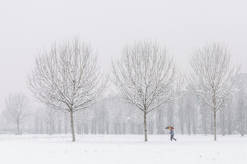 trees-6935614_960_720.jpg