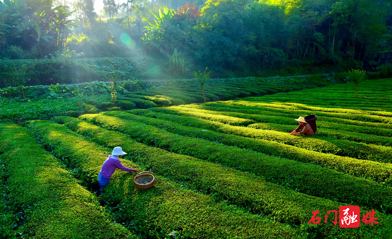 我县大力发展生态有机茶产业1.jpg