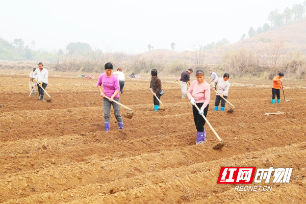 湖南新田：冬日香竽种植忙10.jpg