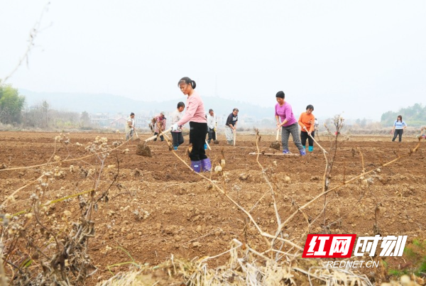 湖南新田：冬日香竽种植忙11.jpg